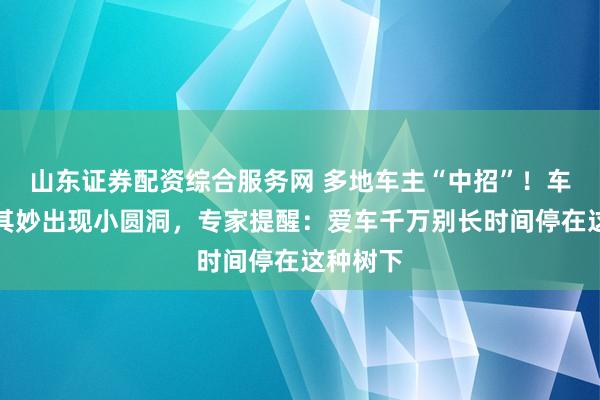山东证券配资综合服务网 多地车主“中招”!车上莫名其妙出现小圆洞,专家提醒:爱车千万别长时间停在这种树下